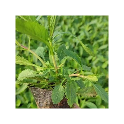 绿化苗木-柳叶马鞭草
