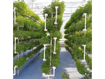温室大棚无土栽培设备-无土栽培种植-厂家设计