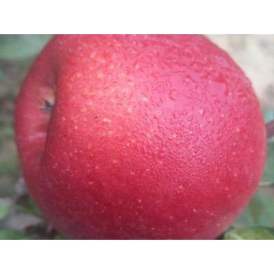 泰林农业提供大量苹果苗-鲁丽苹果苗