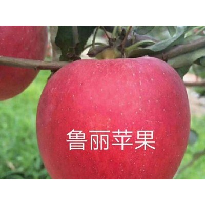 优质苹果苗批发-鲁丽苹果苗-就在泰林农业