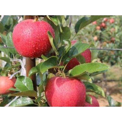 蜜脆苹果苗-苹果苗-大量批发-泰林农业