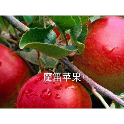 供应优质苹果苗-泰林农业-魔笛苹果