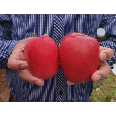 苹果苗批发-瑞香红苹果苗-泰林农业