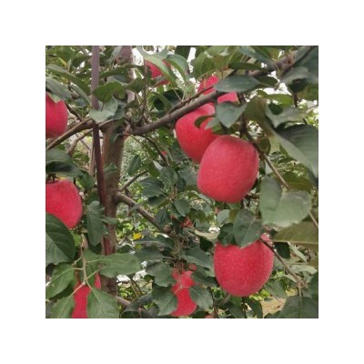瑞香红苹果苗-优选苹果苗就在泰林农业