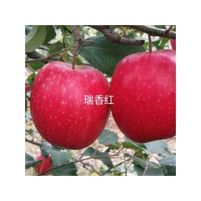 优质苹果苗-瑞香红苹果苗就在泰林农业