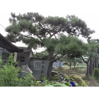 造型油松-造型松-山东省的绿化景观松树培育基地