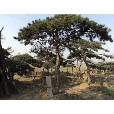 造型油松-造型松-山东省的绿化景观松树培育基地