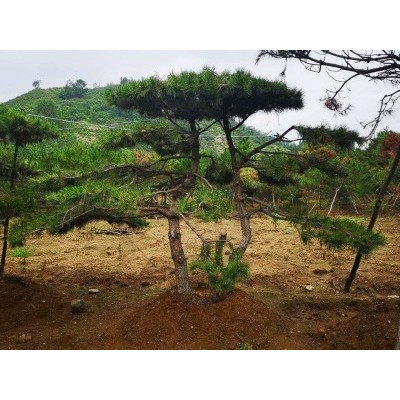 造型黑松-造型松-山东省的绿化景观松树培育基地