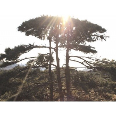 造型黑松-造型松-山东省的绿化景观松树培育基地
