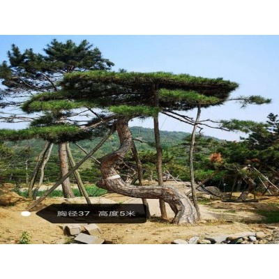 大型古松-造型松-山东省的绿化景观松树培育基地