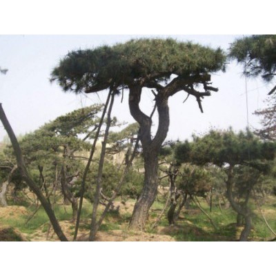 大型古松-造型松-山东省的绿化景观松树培育基地