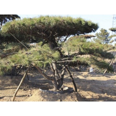 平顶松-造型松-山东省的绿化景观松树培育基地